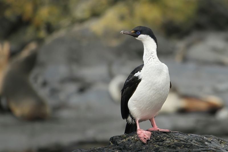 Imperial Shag - Keizeraalscholver - Cormoran imprial