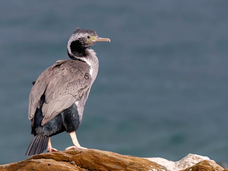 Spotted Shag