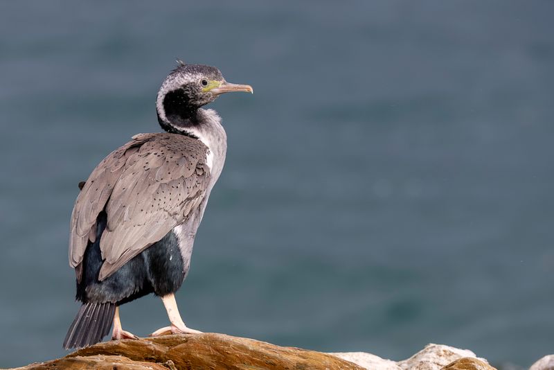 Spotted Shag