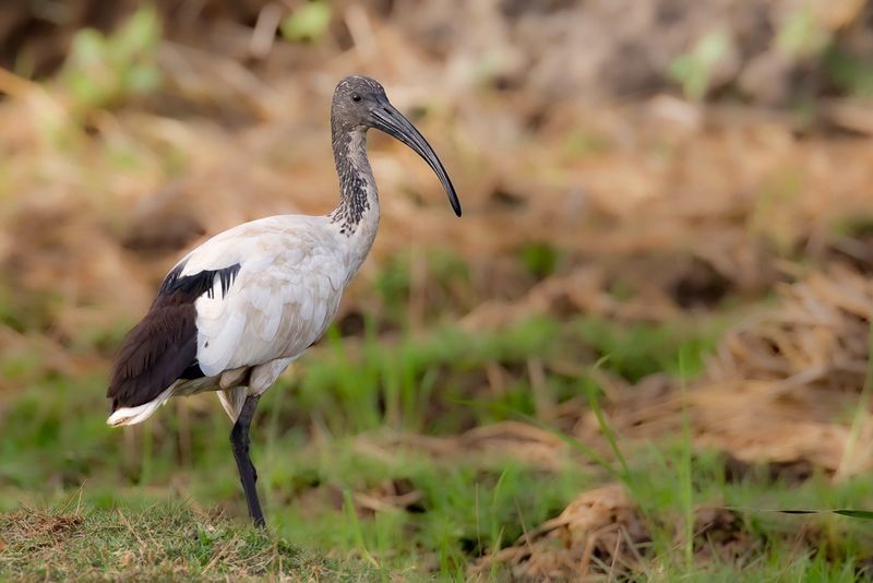 African Sacred Ibis
