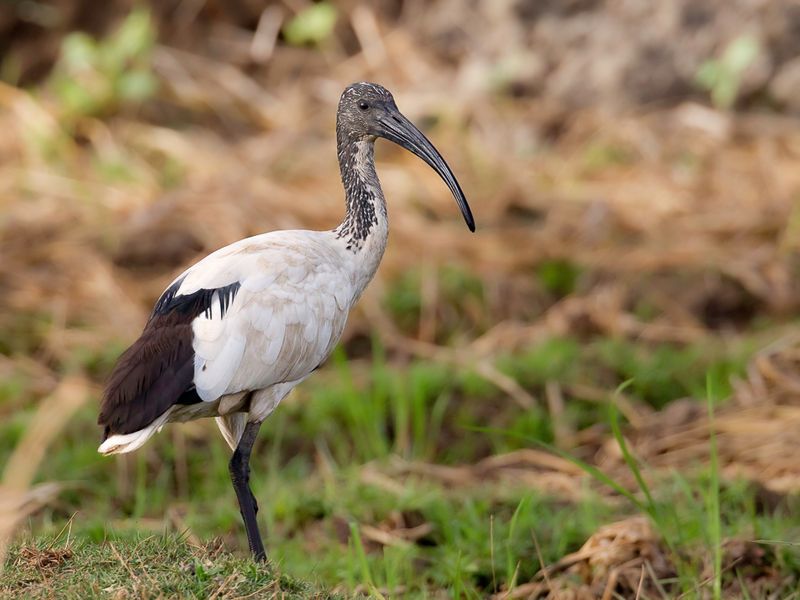 African Sacred Ibis