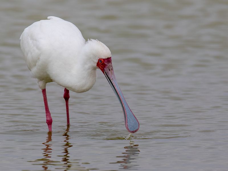 African Spoonbill