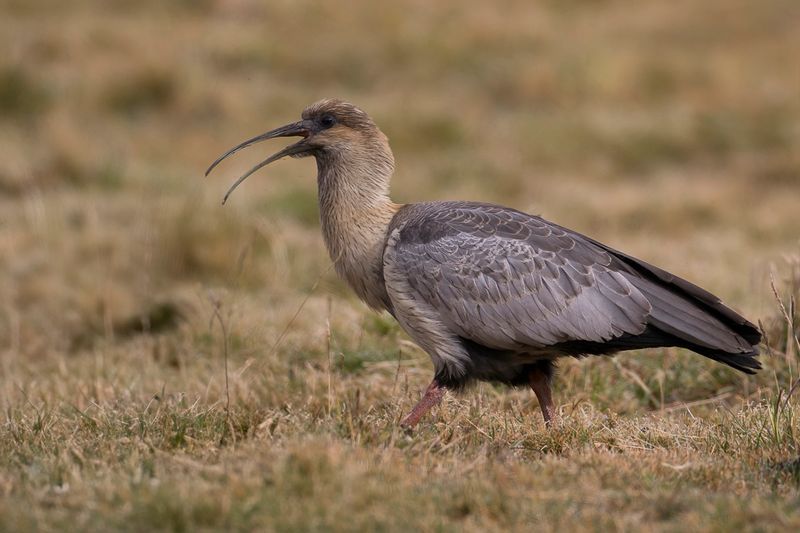 Andean Ibis (imm)