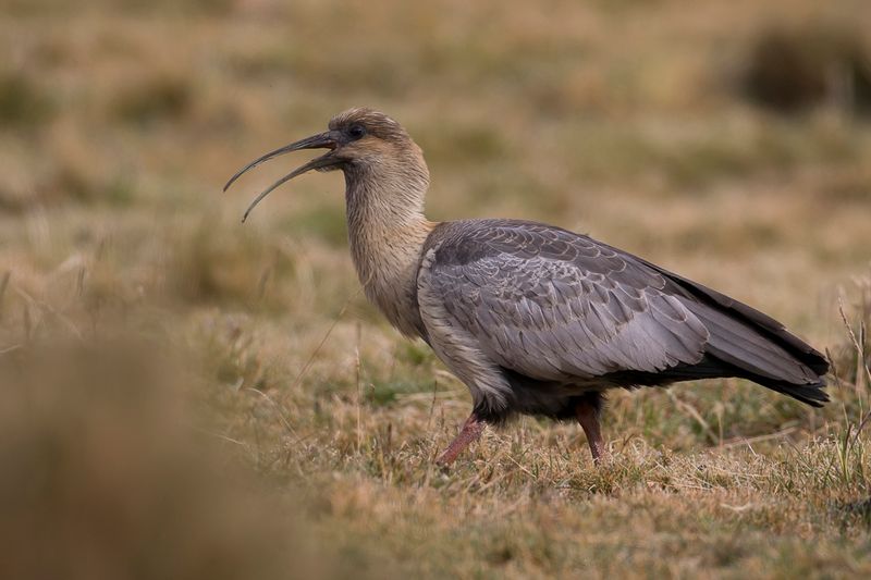 Andean Ibis (imm)