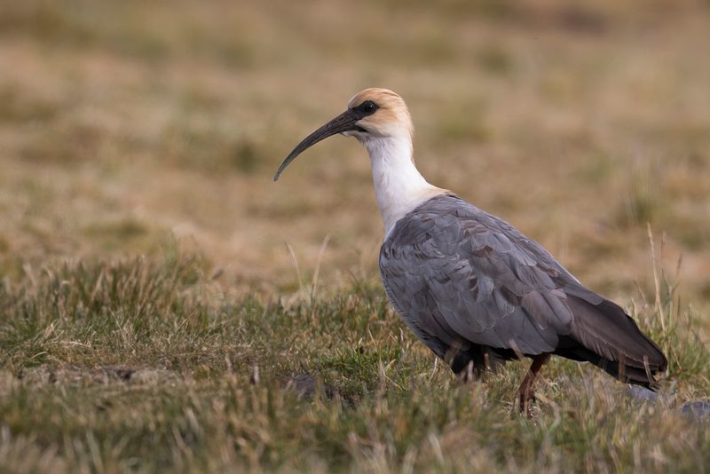 Andean Ibis