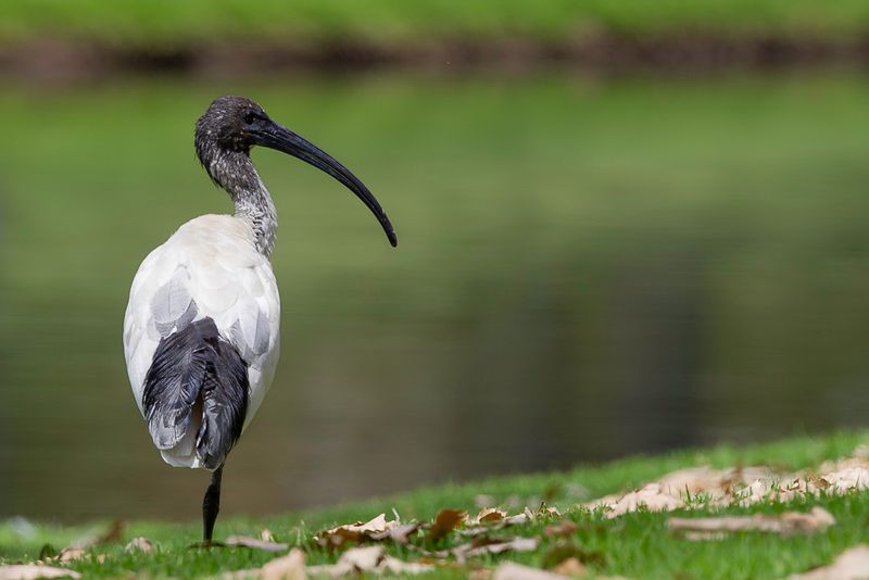 Australian White Ibis