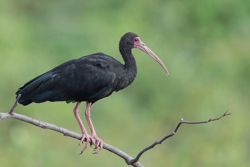 Bare-faced Ibis