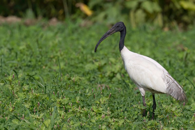 Black-headed Ibis