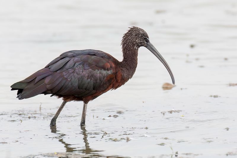 Glossy Ibis