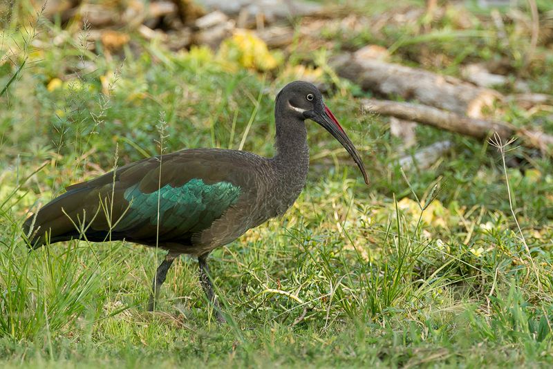 Hadada Ibis