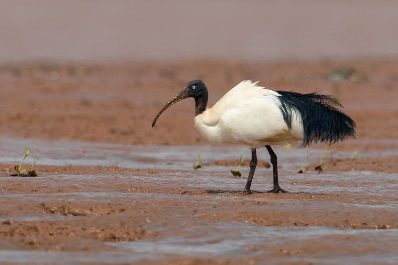 Madagascar Sacred Ibis