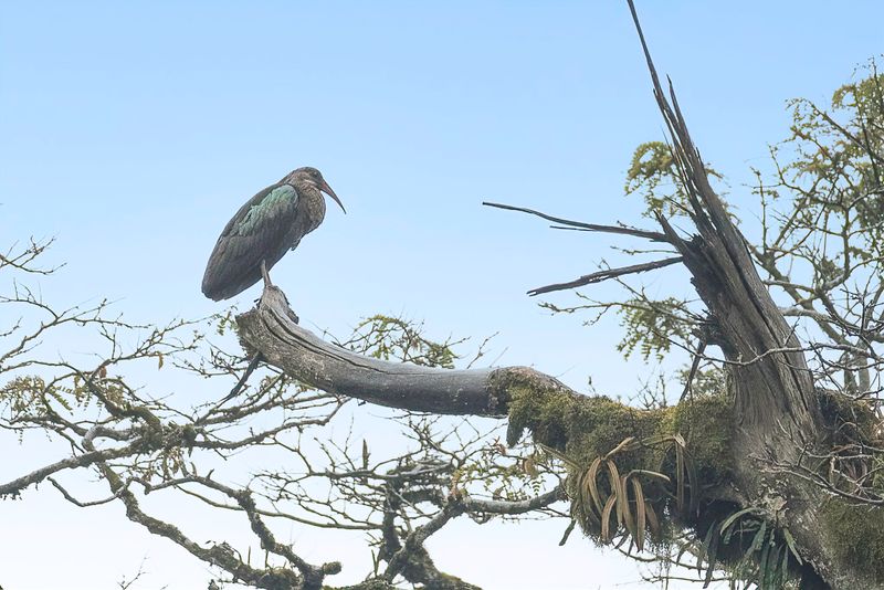 Olive Ibis