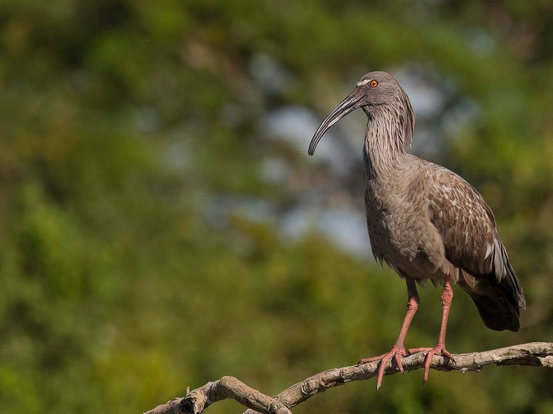 Plumbeous Ibis