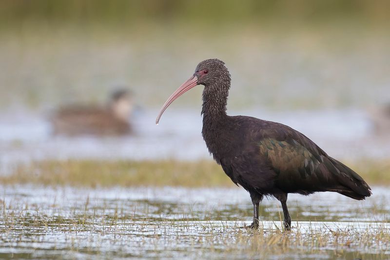 Puna Ibis