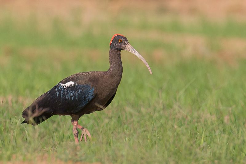 Red-naped Ibis