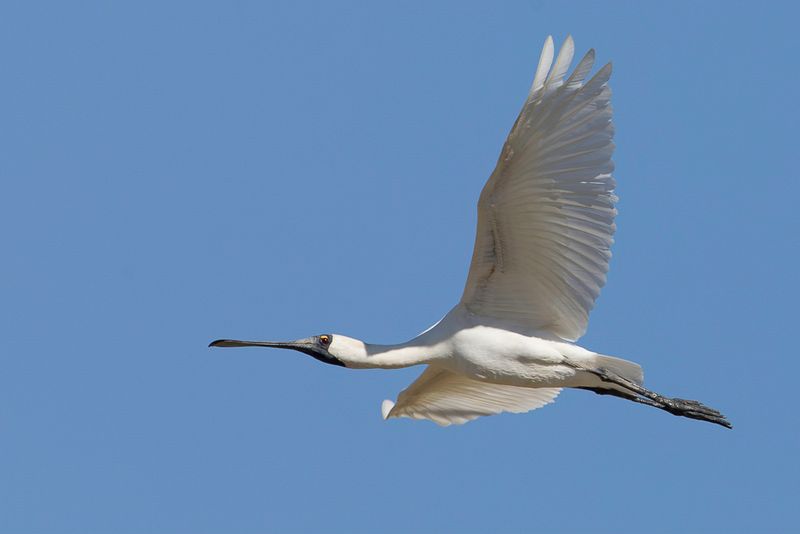 Royal Spoonbill
