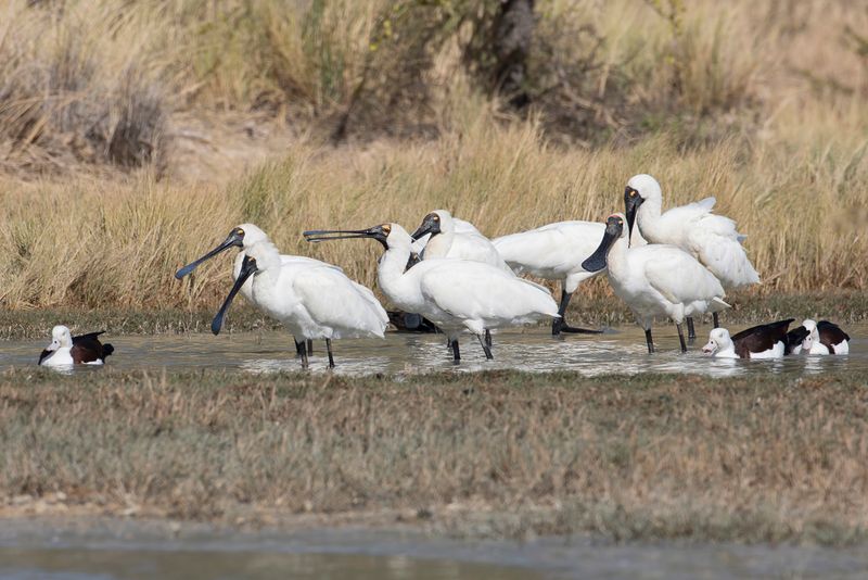 Royal Spoonbill