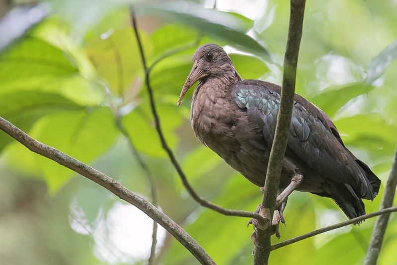 Sao Tome Ibis