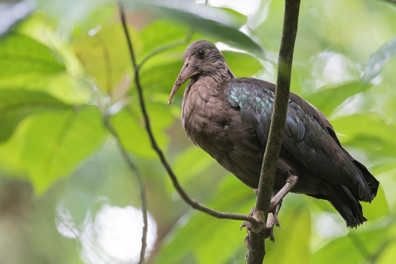Sao Tome Ibis