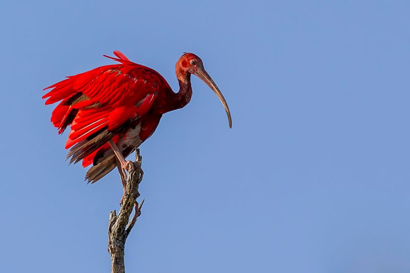Scarlet Ibis
