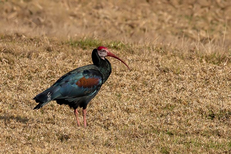 Southern Bald Ibis