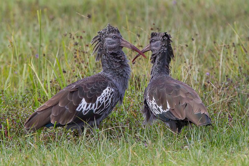 Wattled Ibis