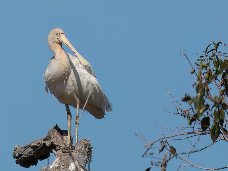 Yellow-billed Spoonbill