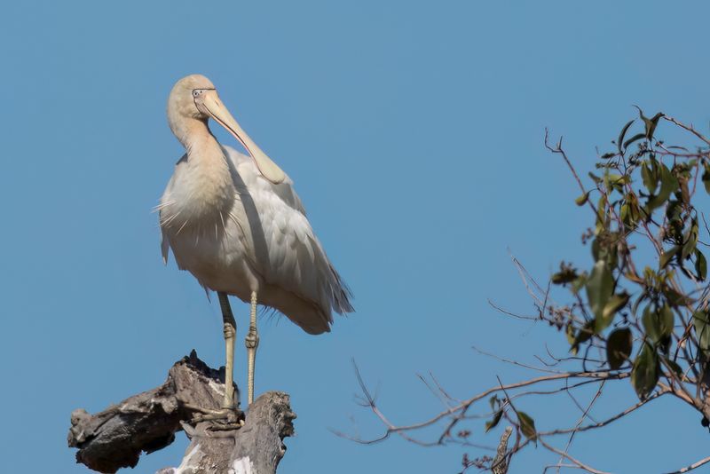 Yellow-billed Spoonbill