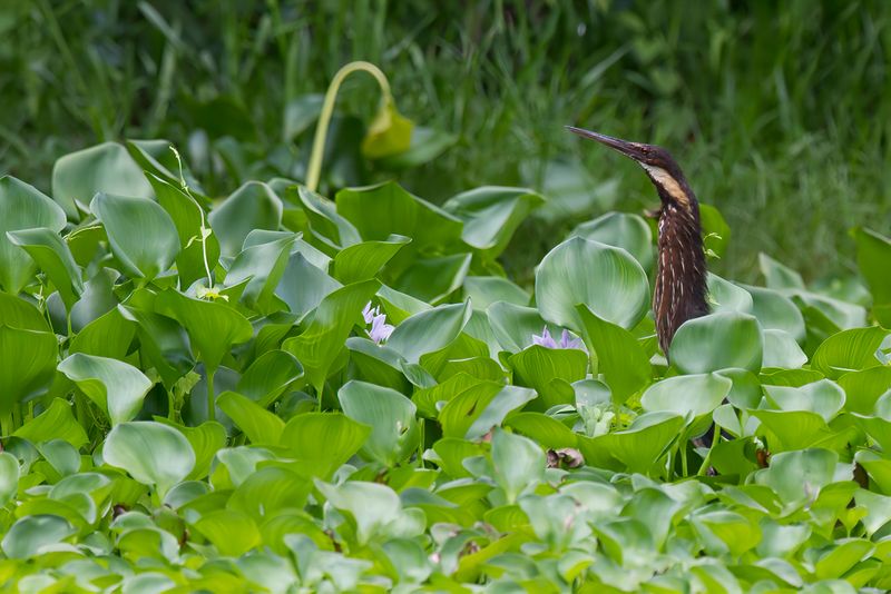 Black Bittern