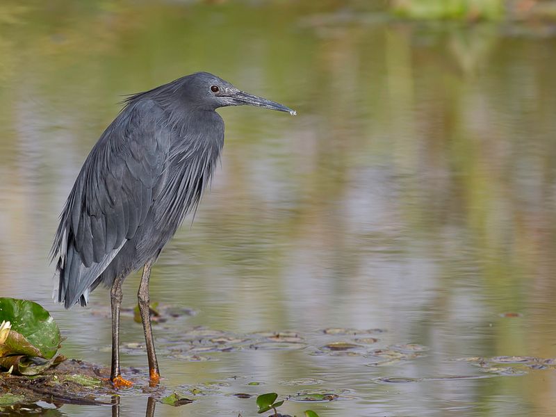 Black Egret