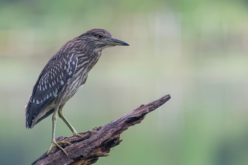 Black-crowned Night Heron (imm)