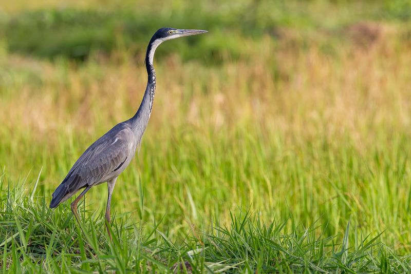 Black-headed Heron