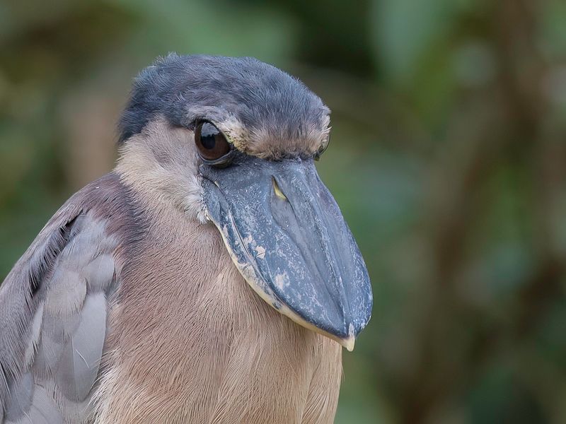 Boat-billed Heron