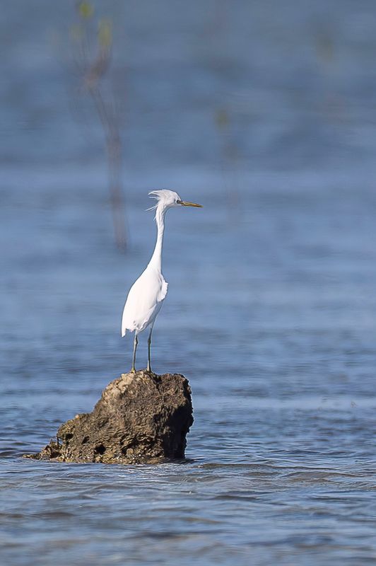 Chinese Egret