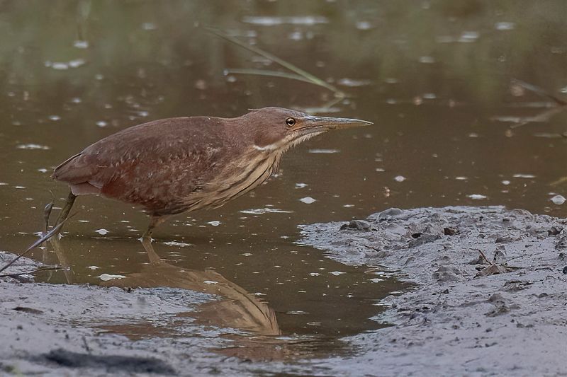 Cinnamon Bittern