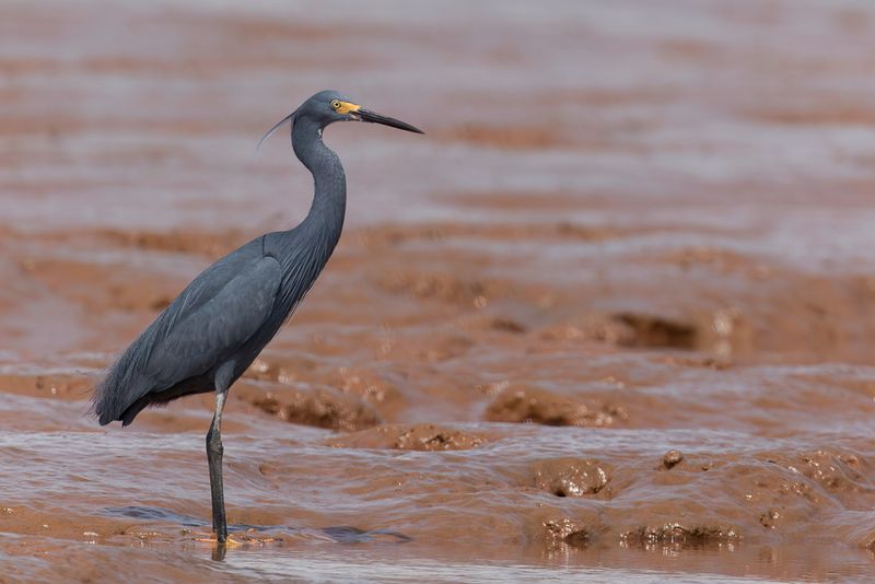 Little Egret