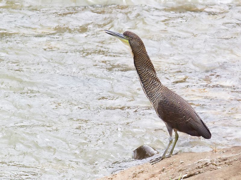 Fasciated Tiger Heron