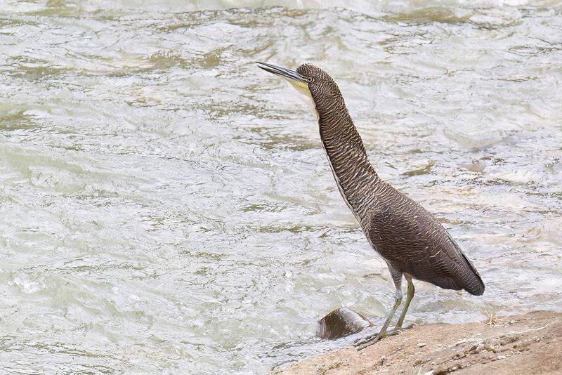 Fasciated Tiger Heron