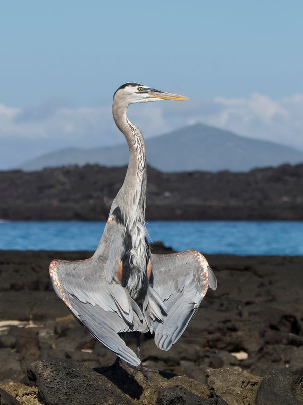 Great Blue Heron