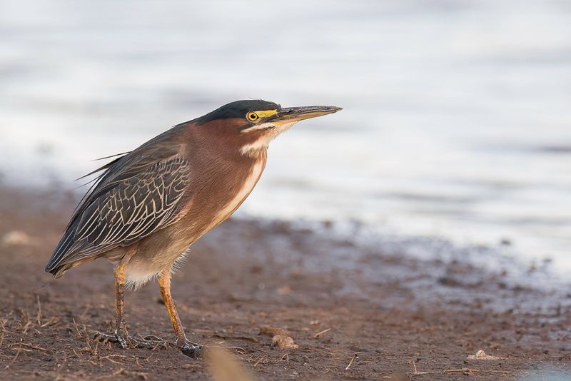 Green Heron