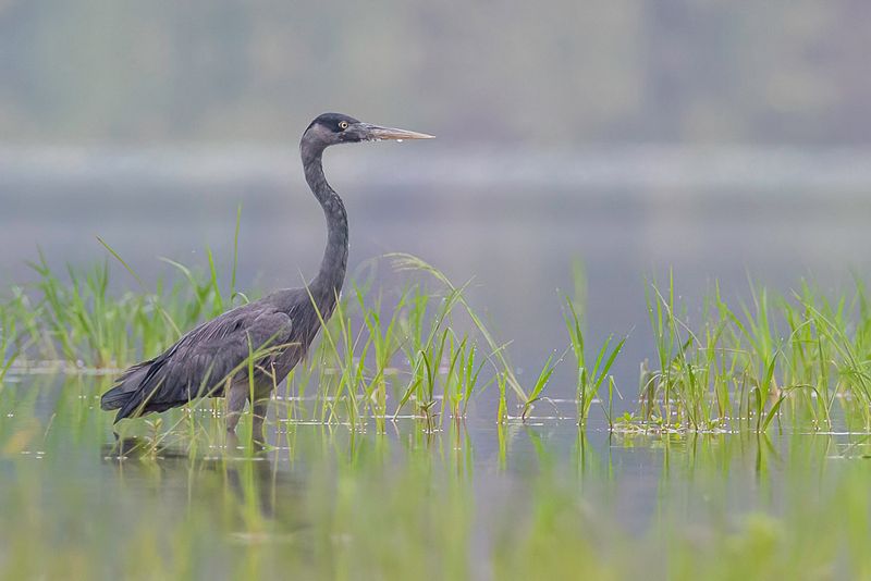 Humblot's Heron