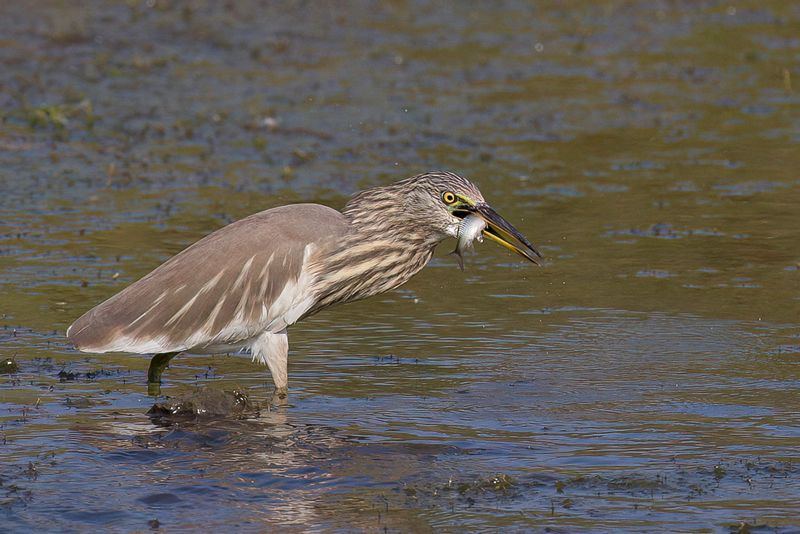 Indian Pond Heron