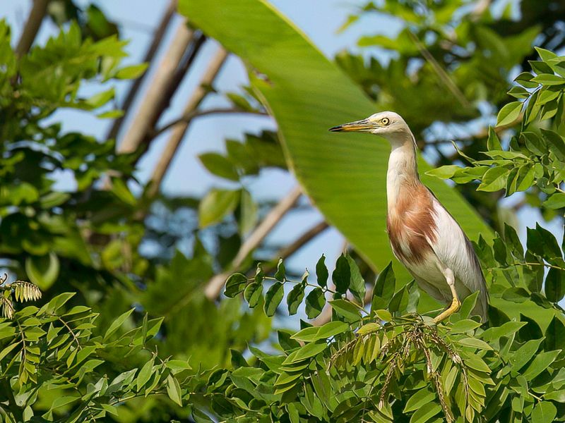 Javan Pond Heron