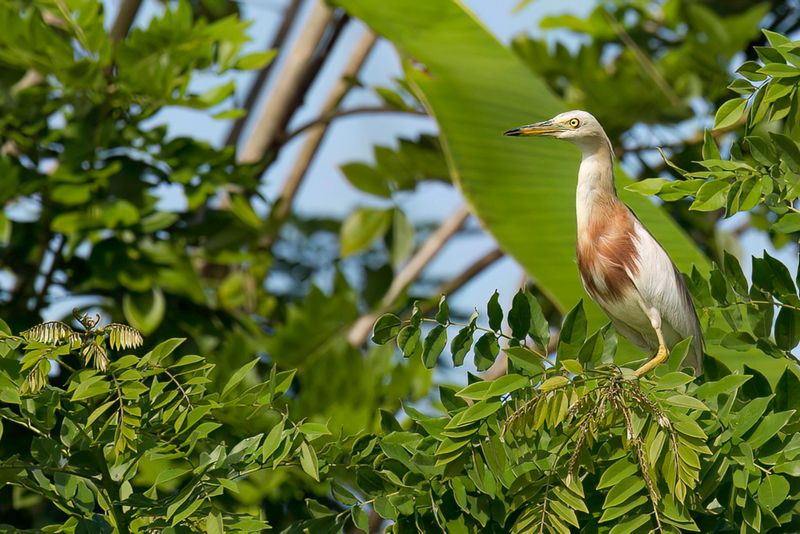 Javan Pond Heron
