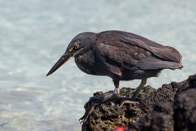 Lava Heron