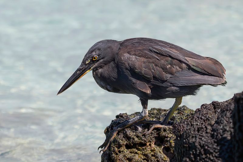 Lava Heron