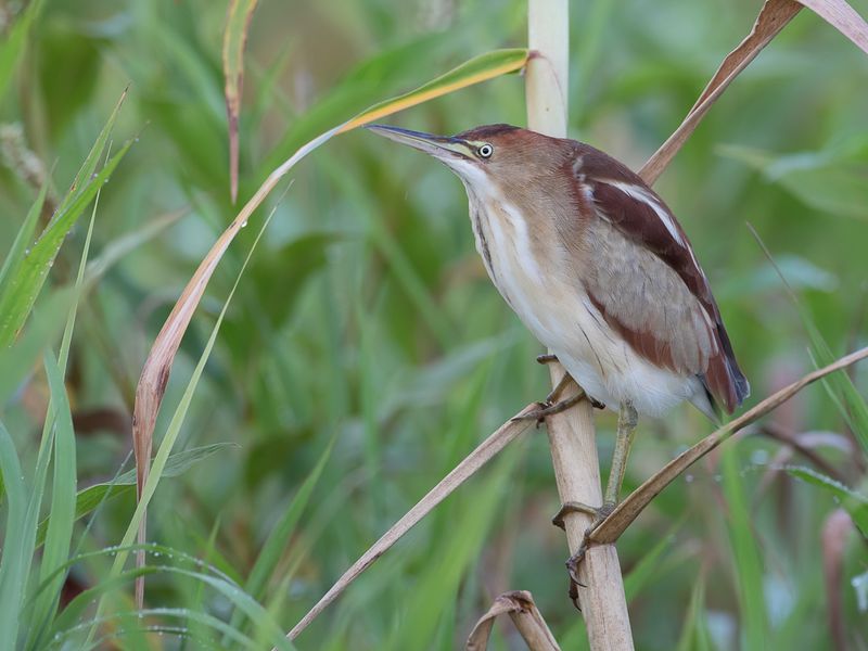 Least Bittern