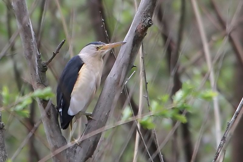 Little Bittern