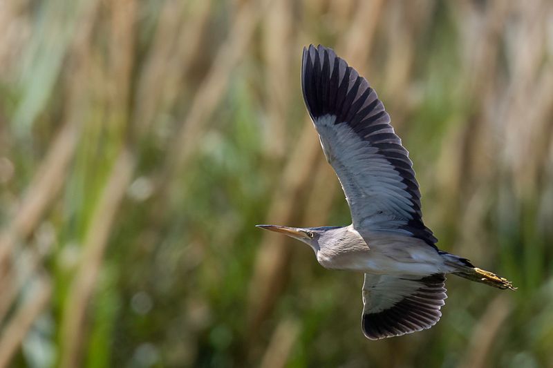 Little Bittern