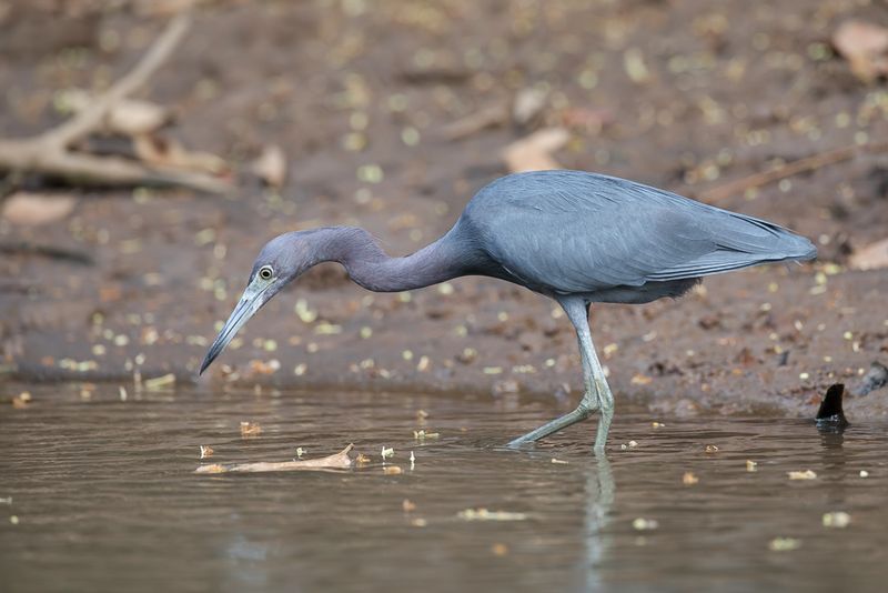 Little Blue Heron